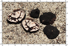 Genea sphaerica